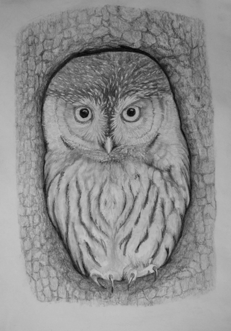 owl in tree